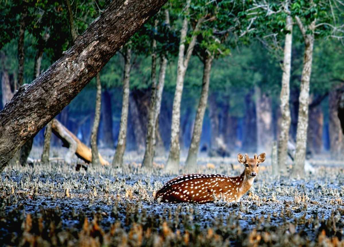 Deer in Sundarbans