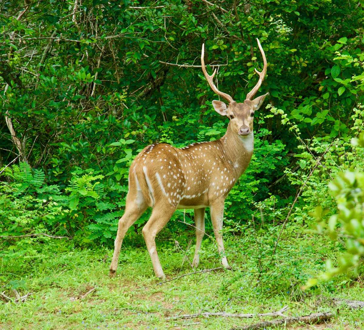 Deer Mammals