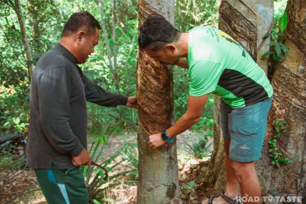 Rubber trees plantation