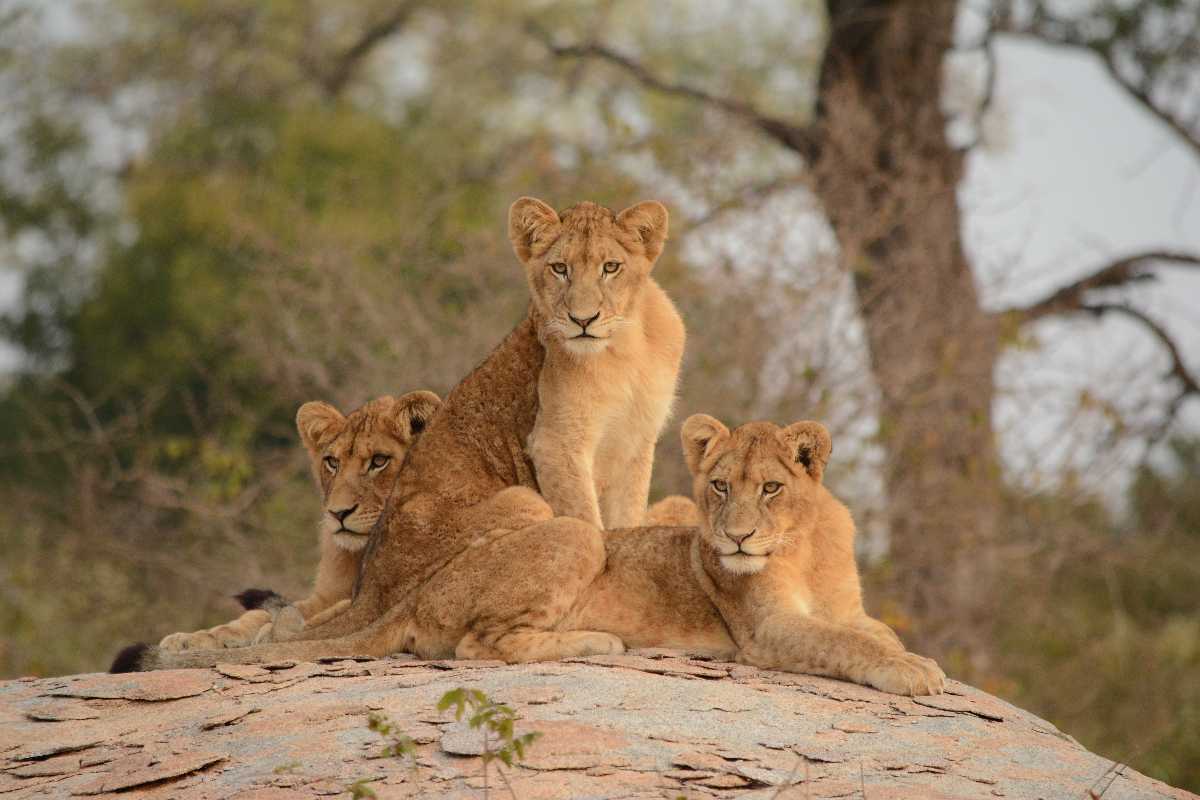 Wildlife In South Africa Best Wildlife And Spots To Witness