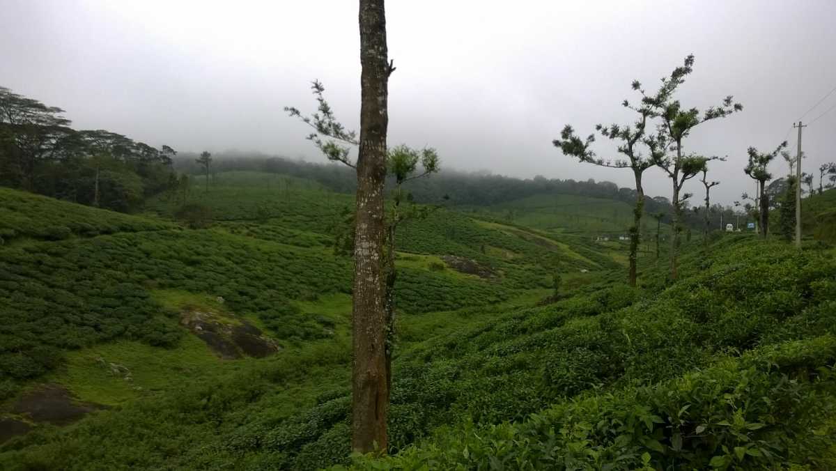 Nelliyampathy Hill Station