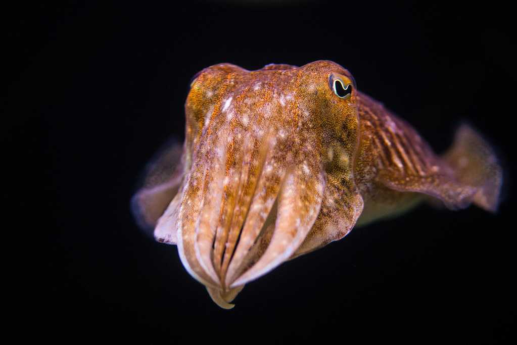 Cuttlefish