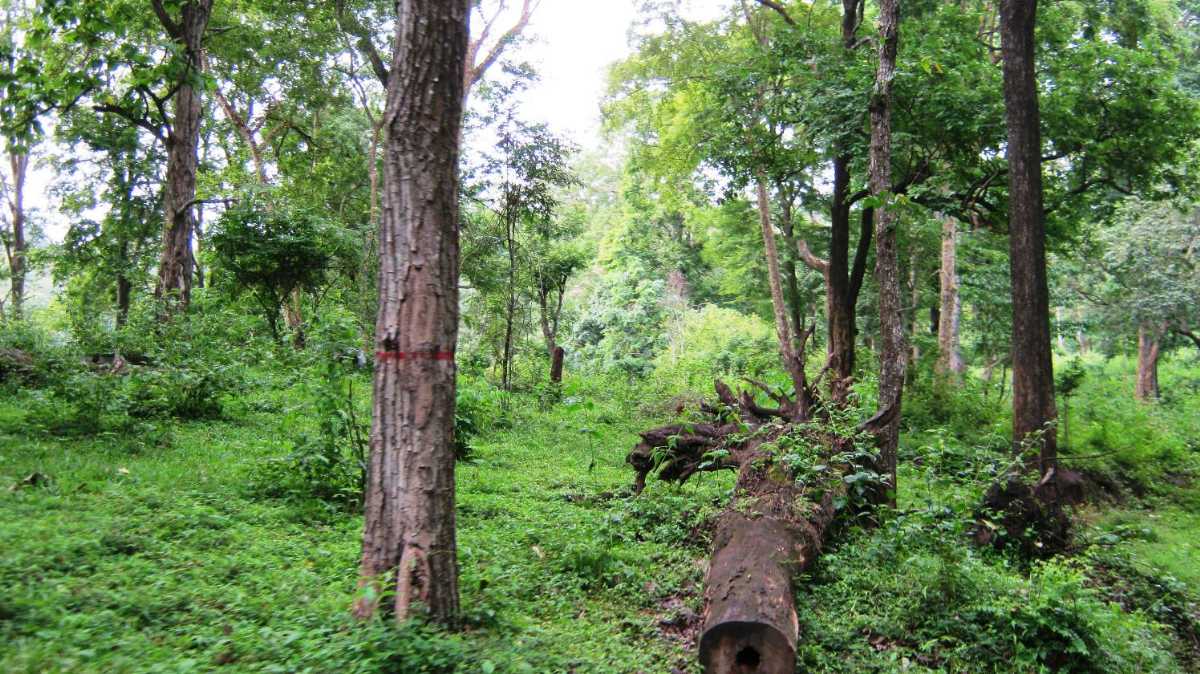 Safari in Anamalai Tiger Reserve