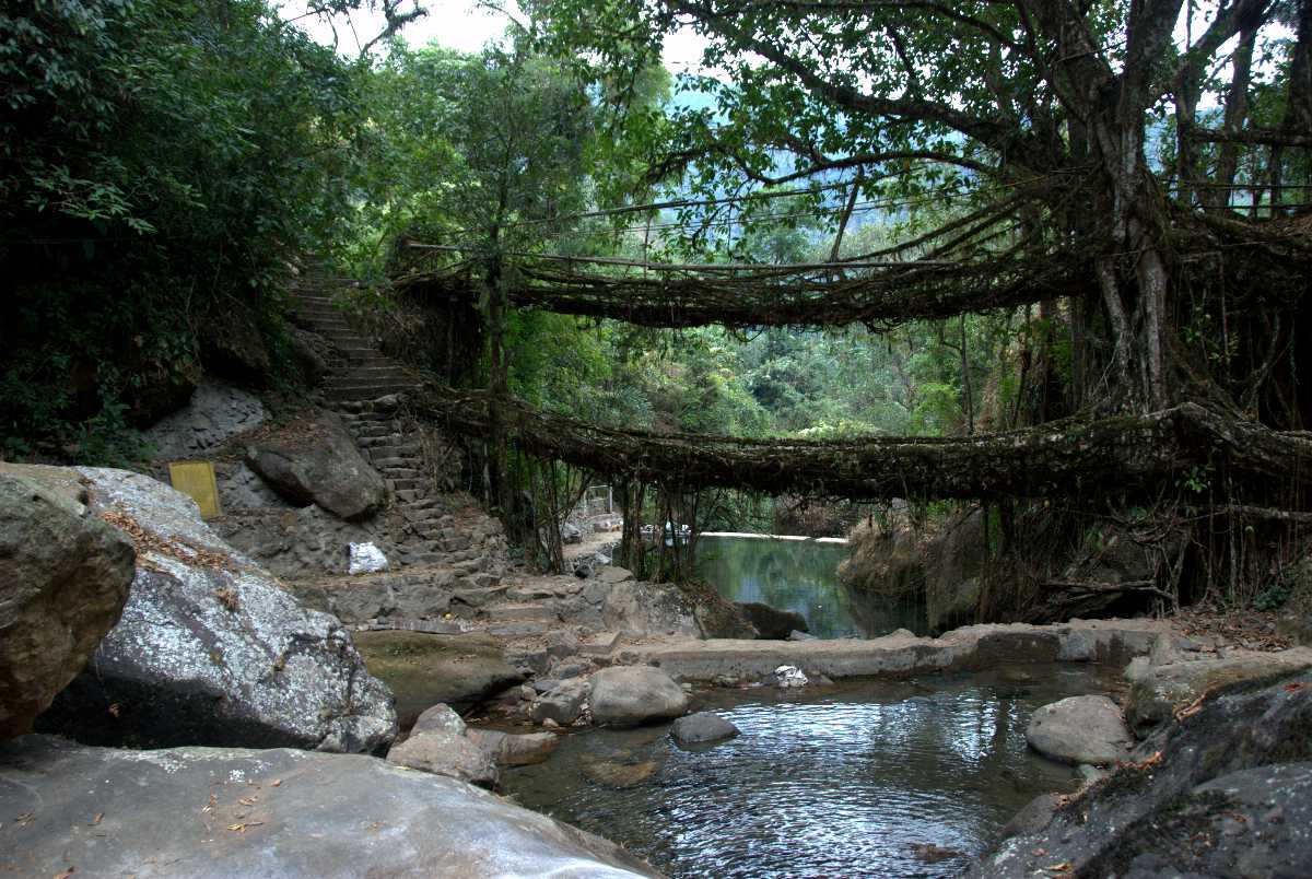 A double decker living bridge in Meghalaya