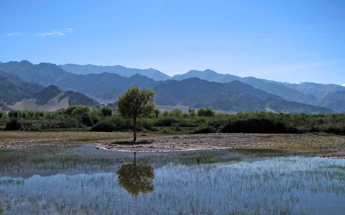 Farming in Leh valley