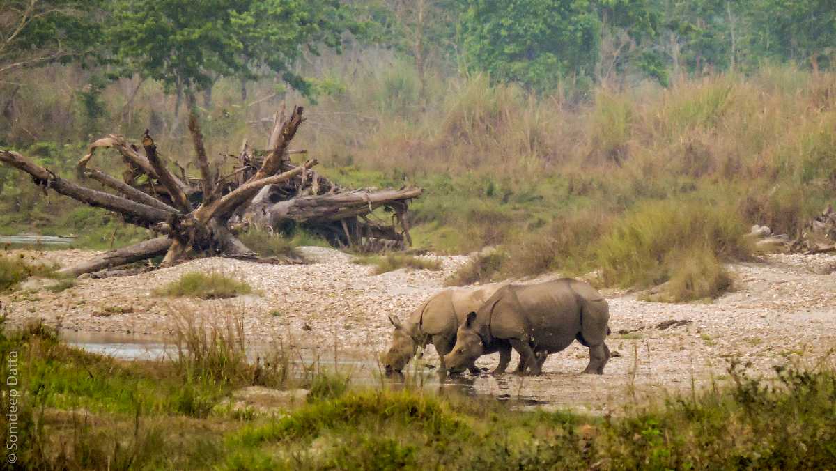 Gorumara National Park