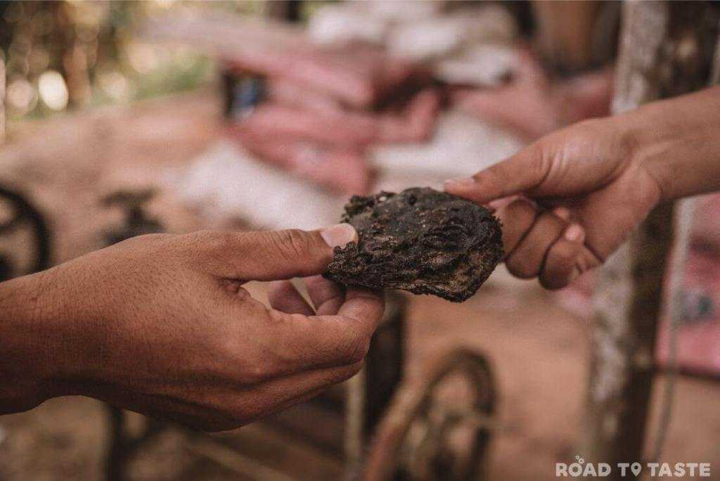 rubber trees plantation