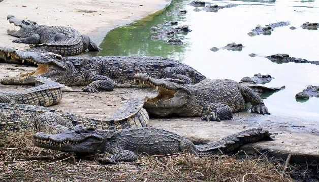 Crocodiles at Samutprakarn Crocodile Farm and Zoo Bangkok