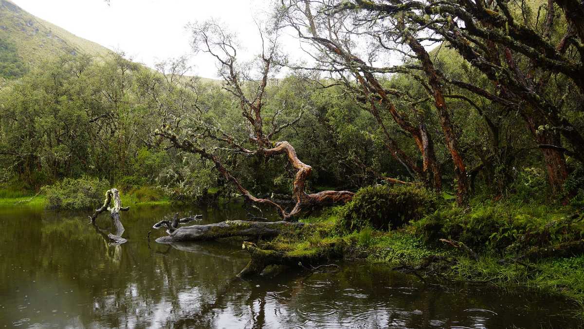 Ecuador Polylepis