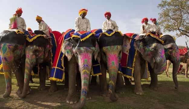 Elephants in India