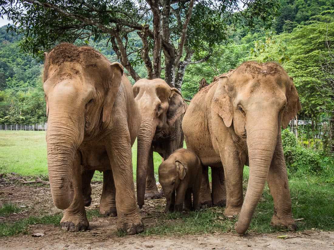 Elephants in Thailand - Ethical Elephant Sanctuaries in Thailand (2024)
