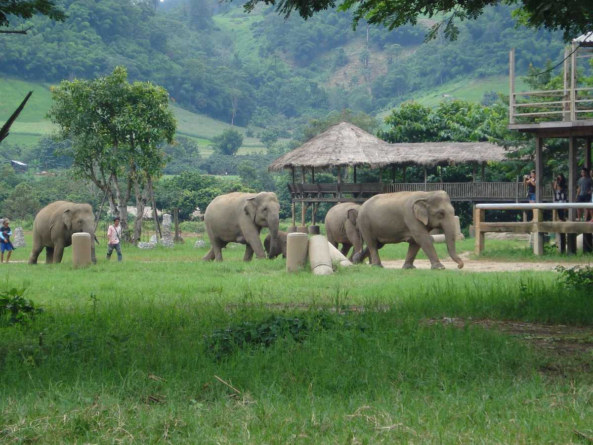 The saying 'A white elephant' - meaning and origin.