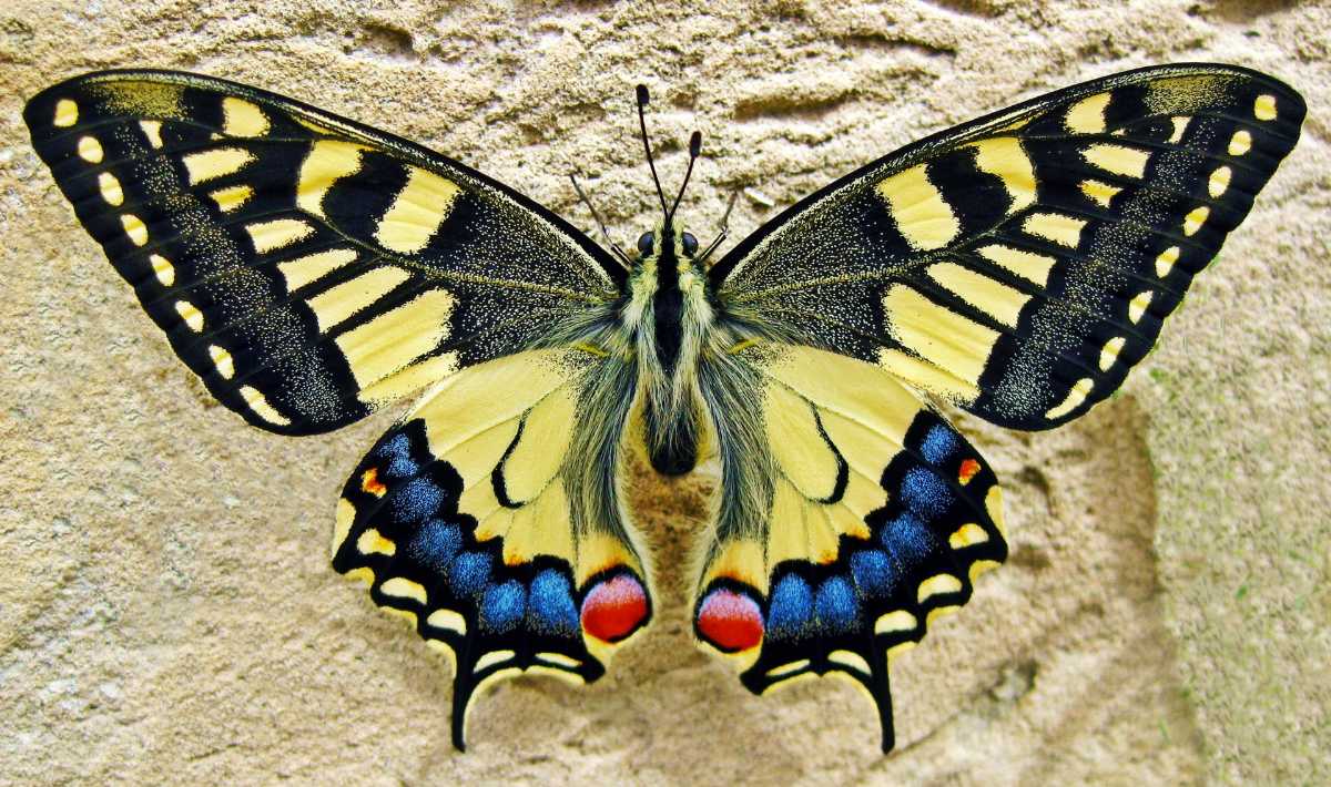 Swallowtail Butterfly, Flora and Fauna of Bhutan