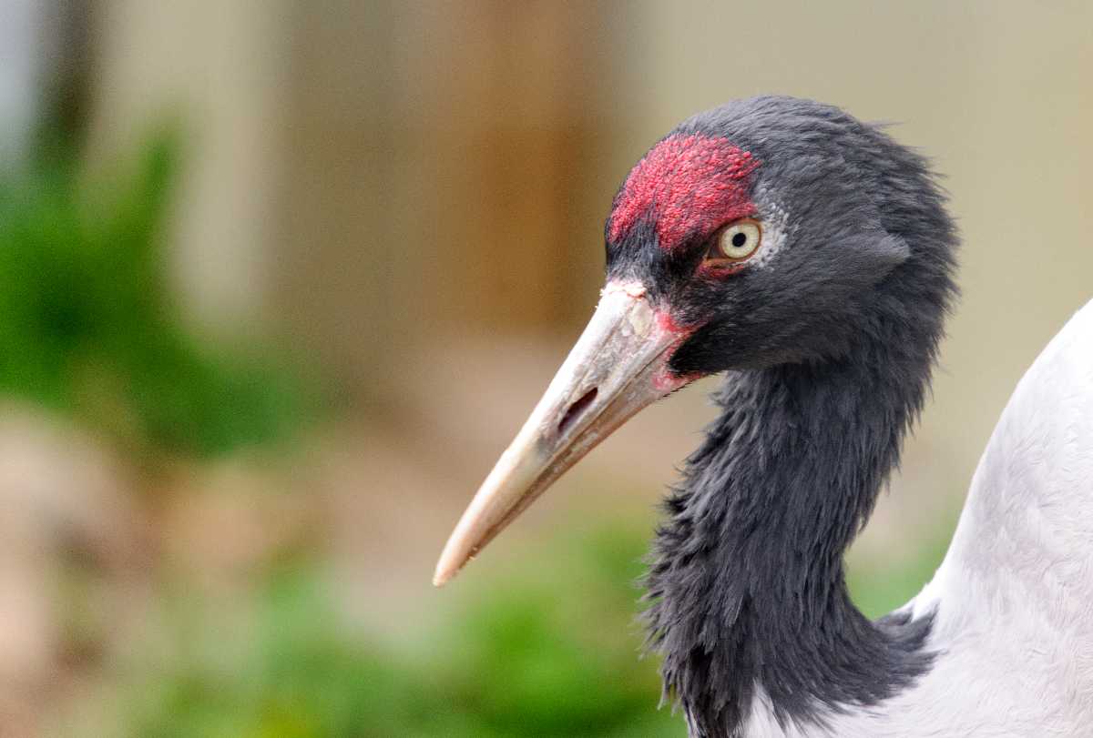 Black Necked Crane, Flora and Fauna of Bhutan