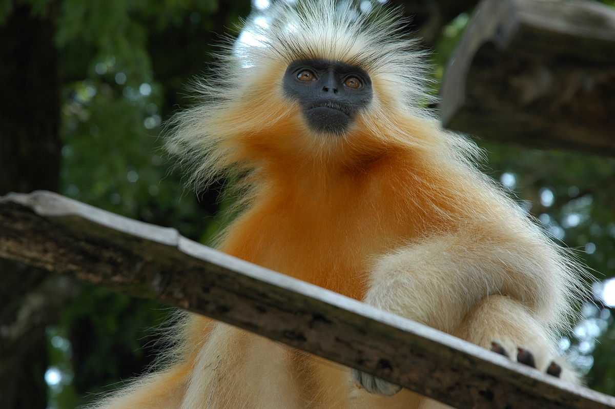 Golden Langur, Flora and Fauna of Bhutan