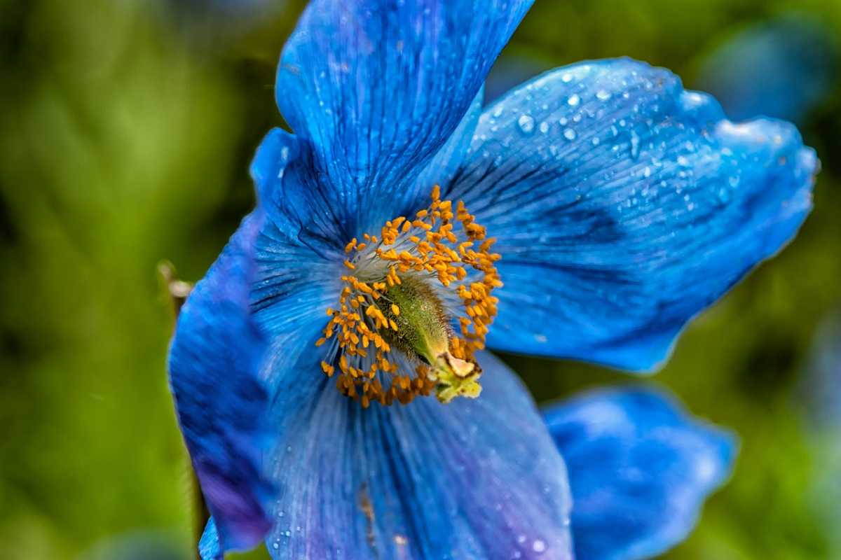 Blue Poppy, Flora and Fauna of Bhutan