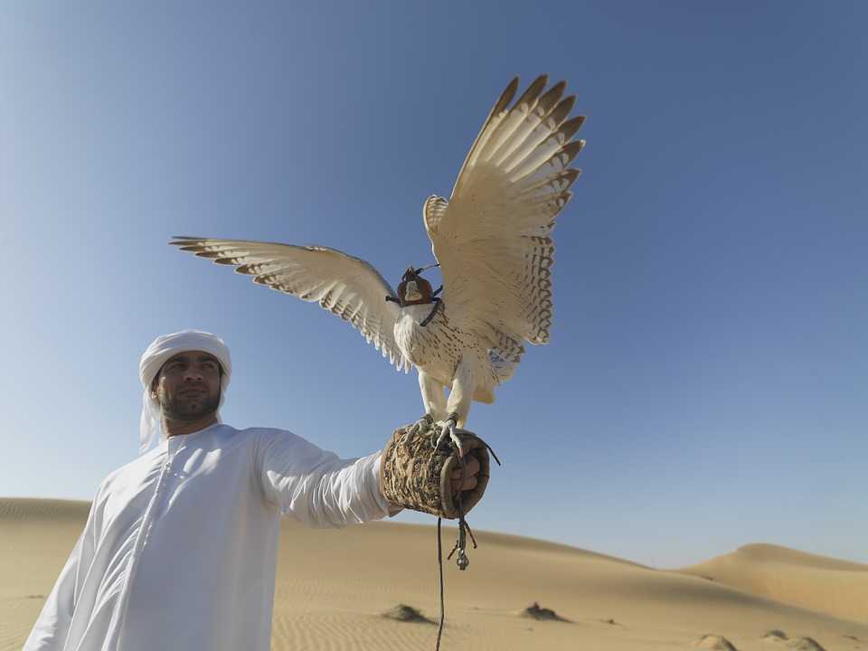 A man following the falconry tradition in UAE