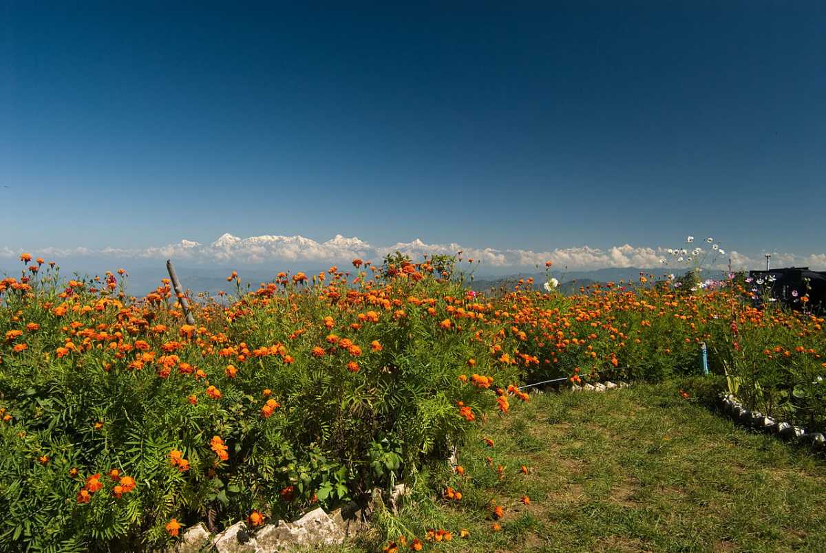 View of Himalayas from the top of Mukteshwar