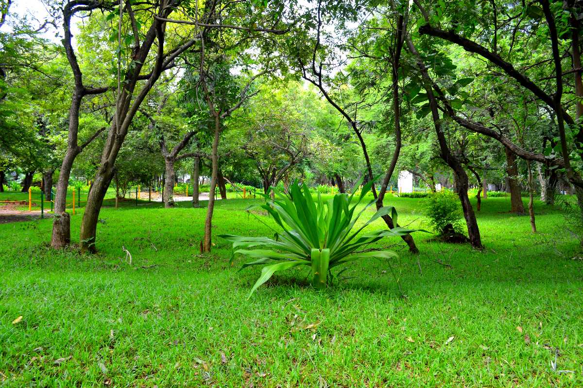 Children's Park at Guindy National Park