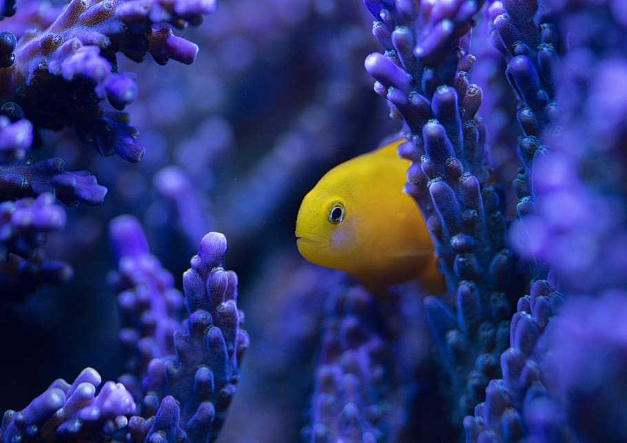 Snorkeling