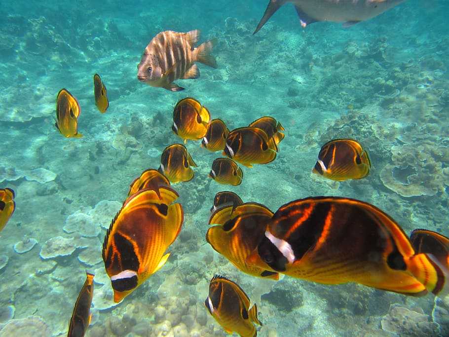 Snorkeling