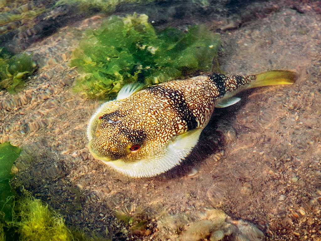 Fish in Marine National Park