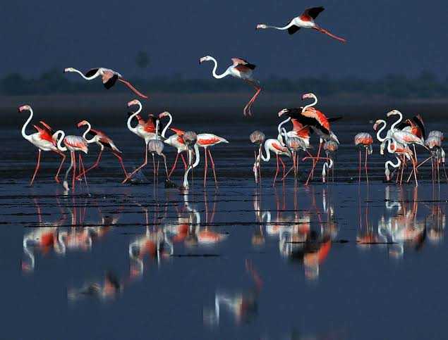 Pulicat Lake Bird Sanctuary For Gazing At The Flamingos