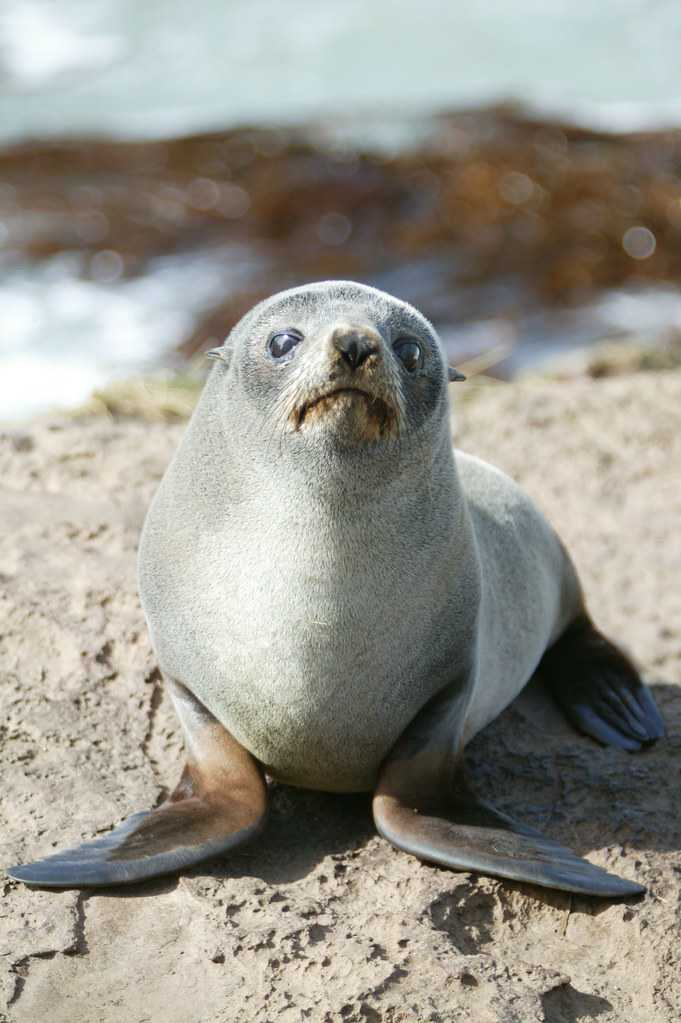 Fur seal