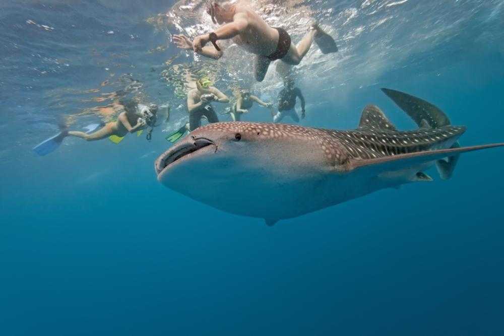 Anse Source d'Argent Snorkelling