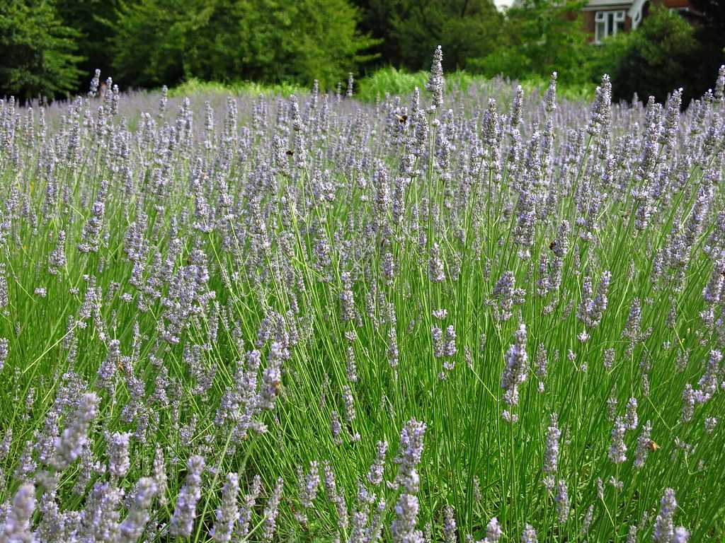 Lavender Garden, Gohtong Jaya