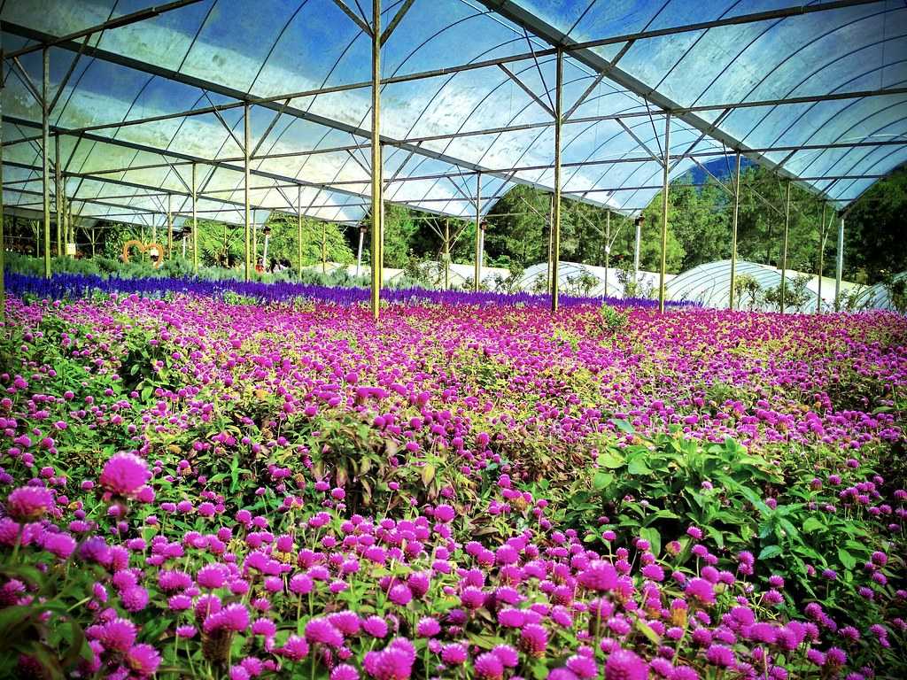 Strawberry Farm, Gohtong Jaya