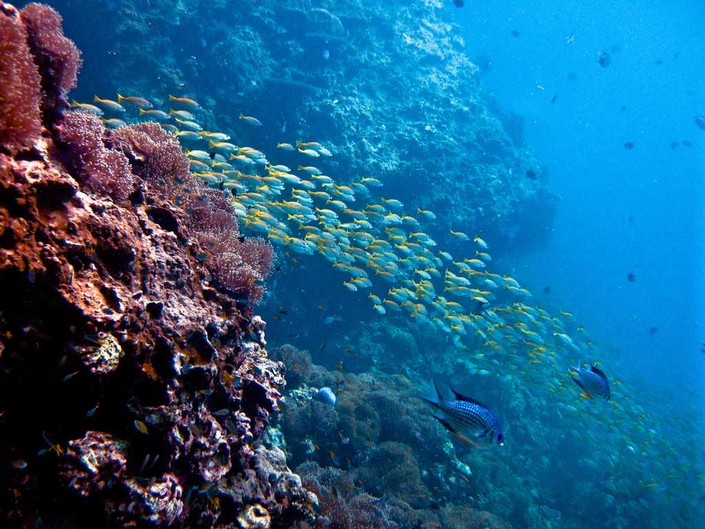 Green Rock Koh Tao, Dive Sites Near Koh Tao