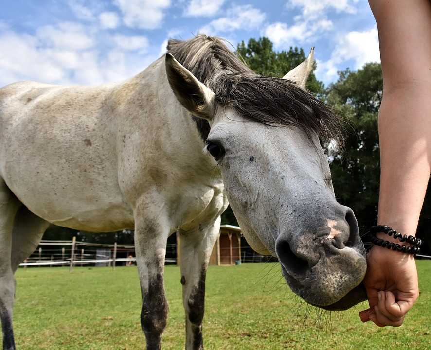 Bali Island Horseriding