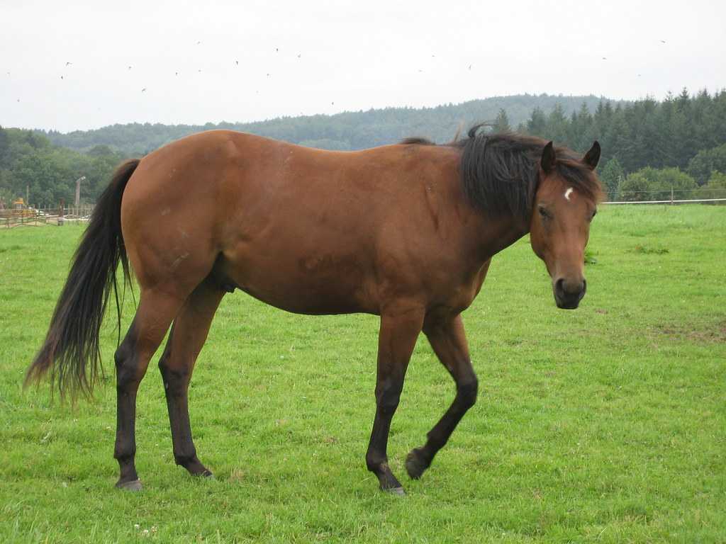 Kuda P Stables, Horseriding in Bali