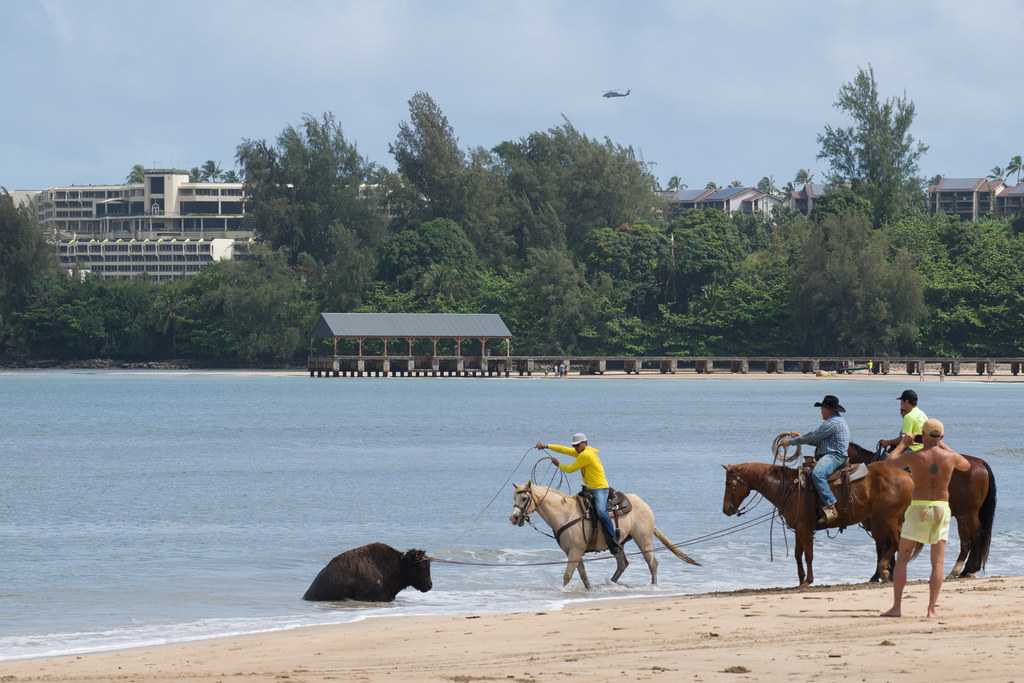 Horse riding in Bali