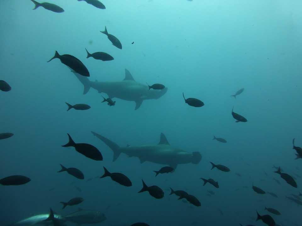 Diving with hammerhead sharks, maldives