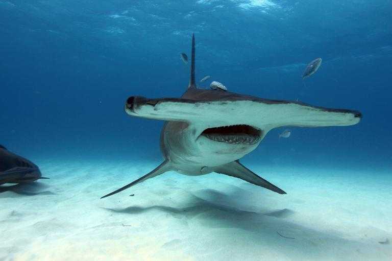 Hammerhead shark, Wildlife in Seyccchelles