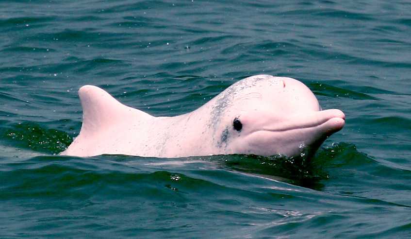 Pink Dolphins at lantau Island