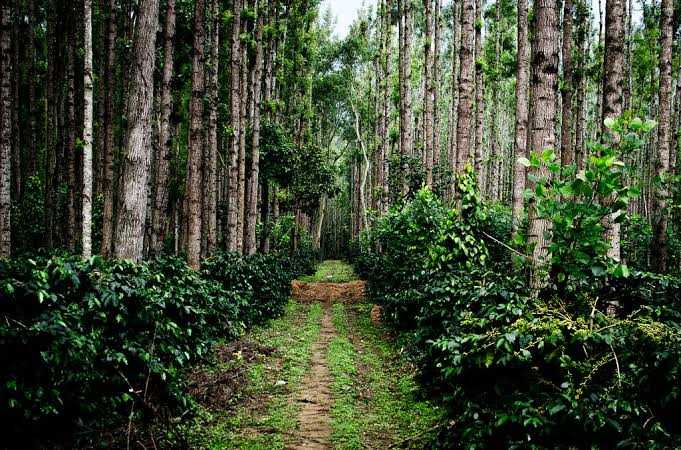 Dense coffee plantation at Java Rain Resort, Chikmagalur