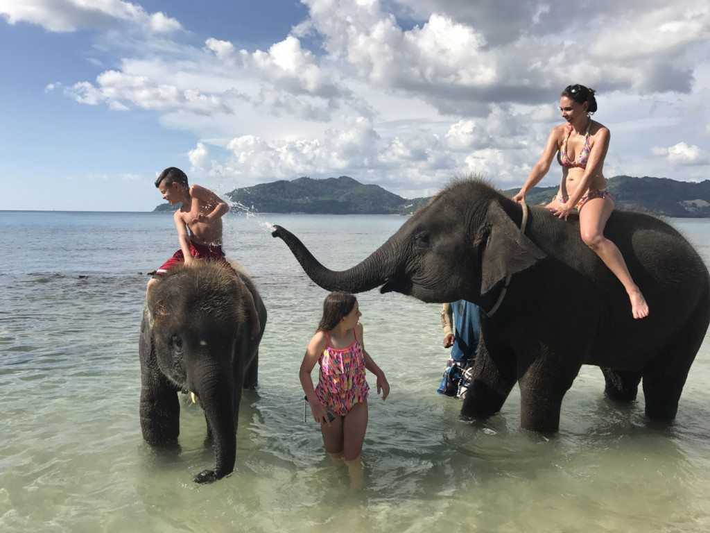Walking and bathing elephants, Elephants in Thailand