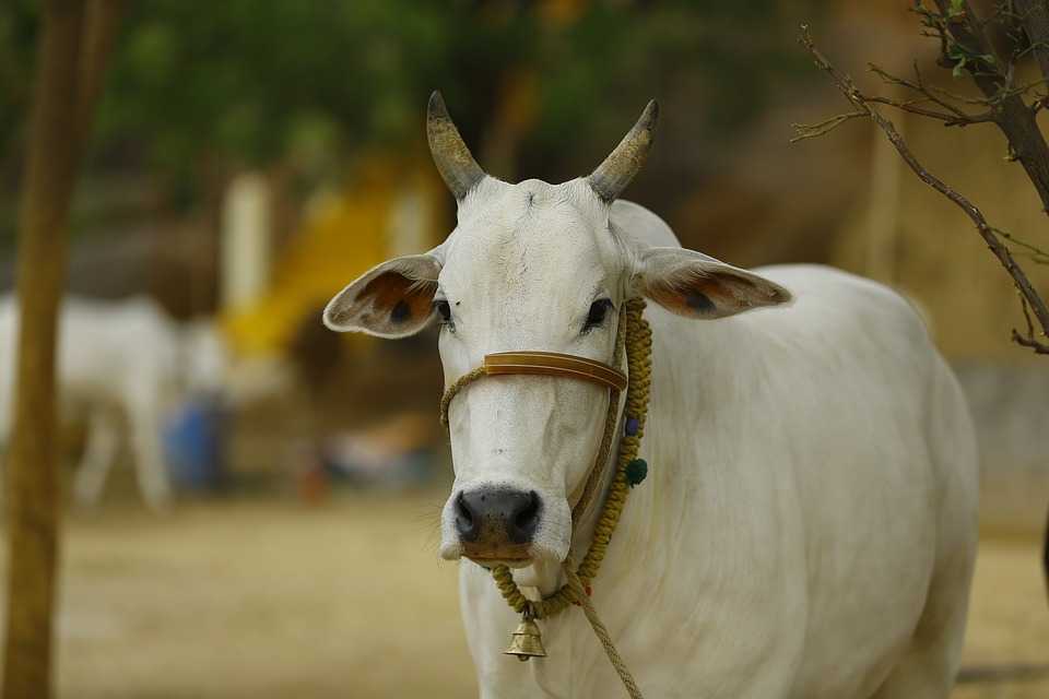 Indische Kuh, Fakten über Indien