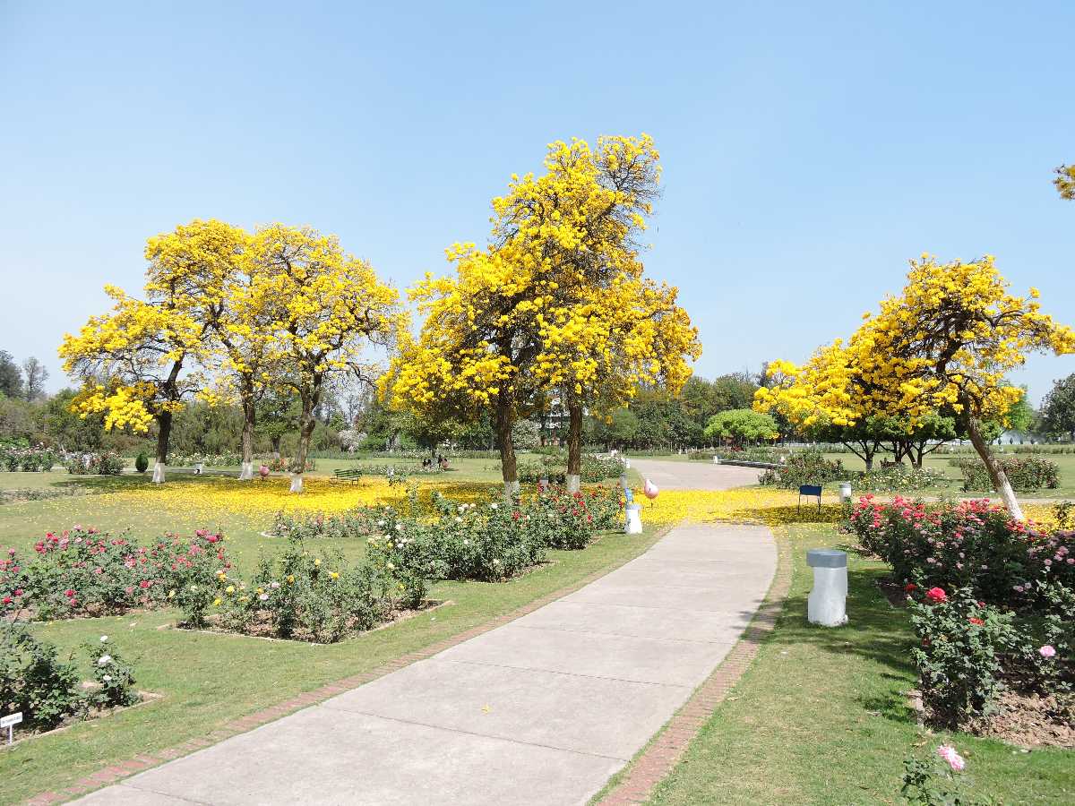 Rose Garden in Chandigarh