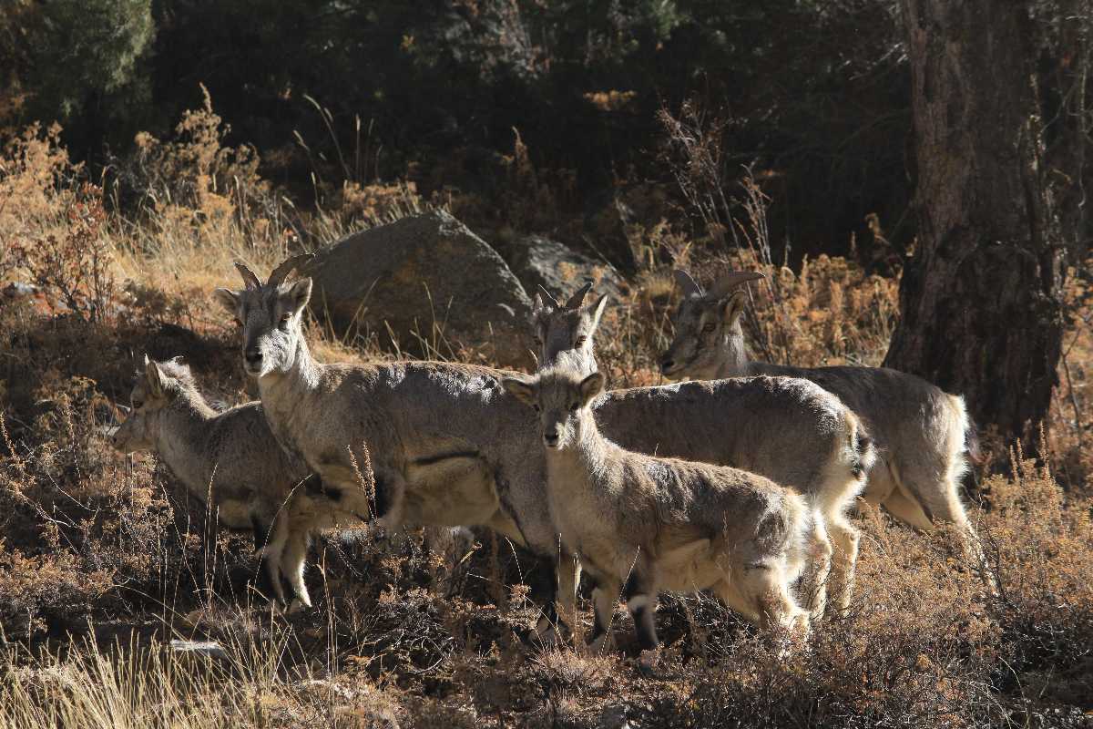 Himalayan Buck