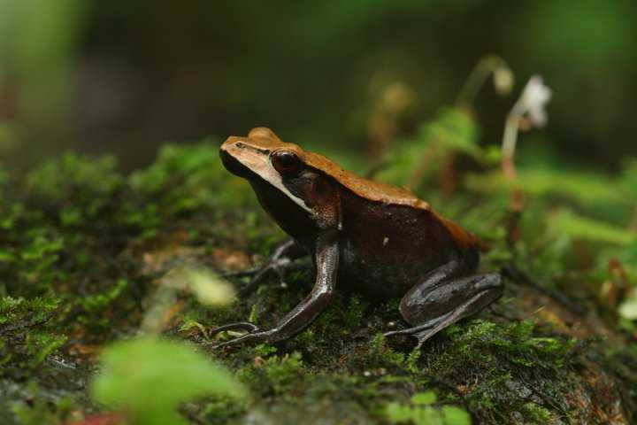 Bicolour frog in Coorg