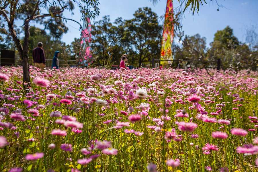 Wildflowers at Kings Park Festival Perth