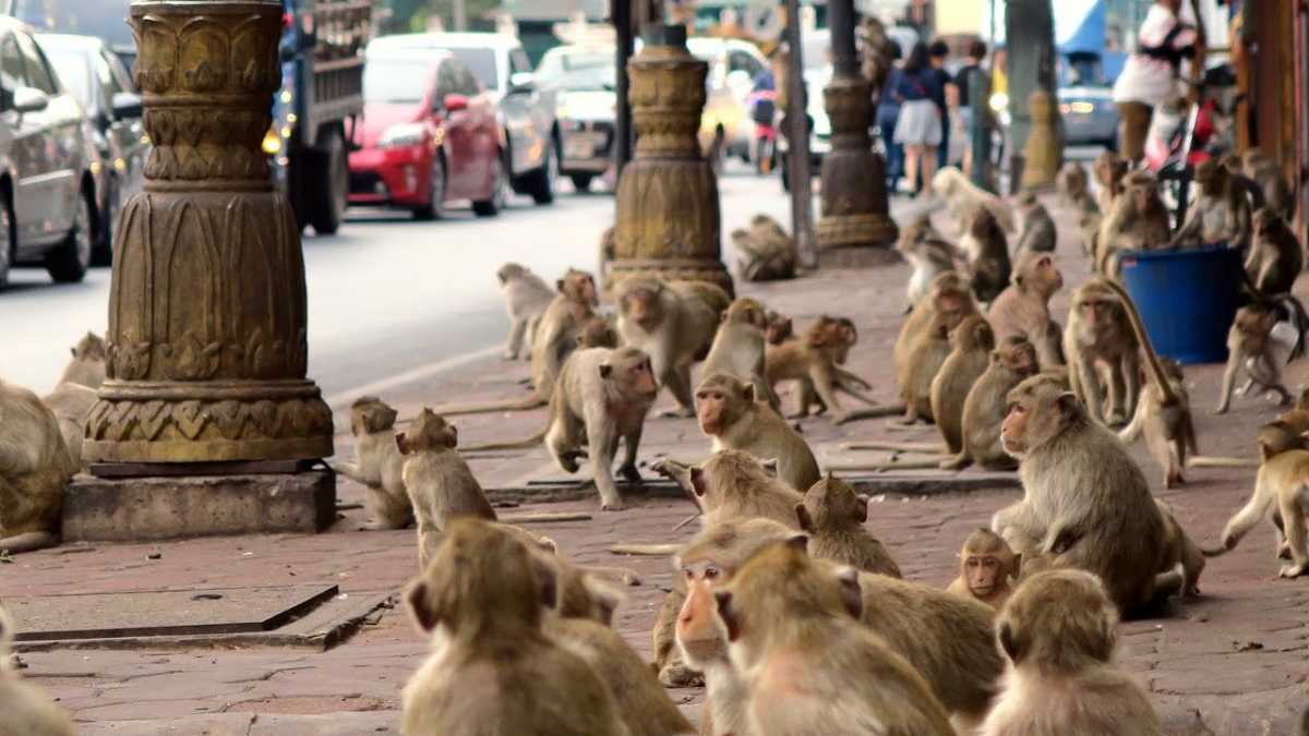 Lopburi Monkey Festival 2023 The Monkey Buffet of Thailand Holidify