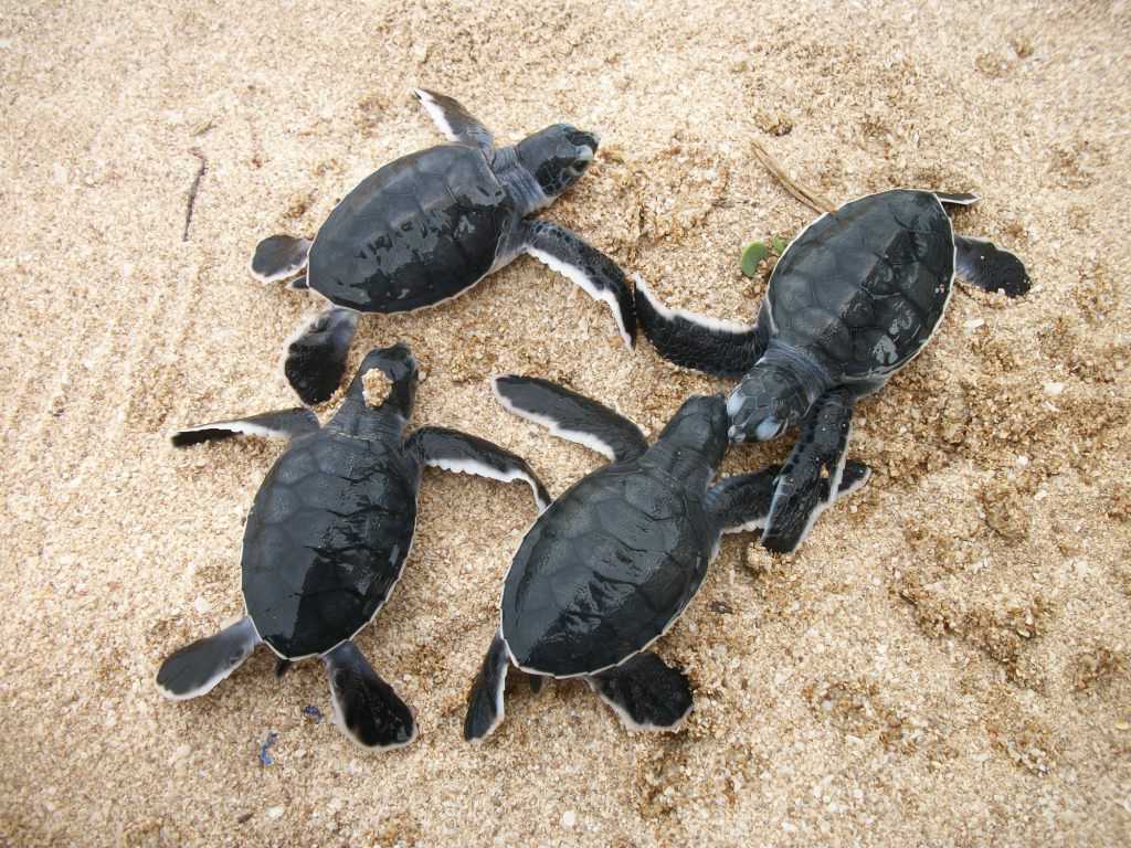 Turtles in Marine National Park