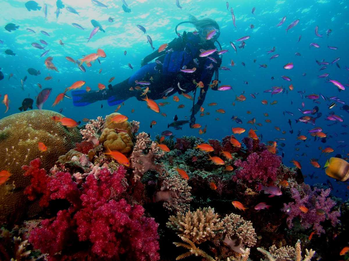 adventure sports goa, scuba diving and snorkelling in goa, adventure activities in goa