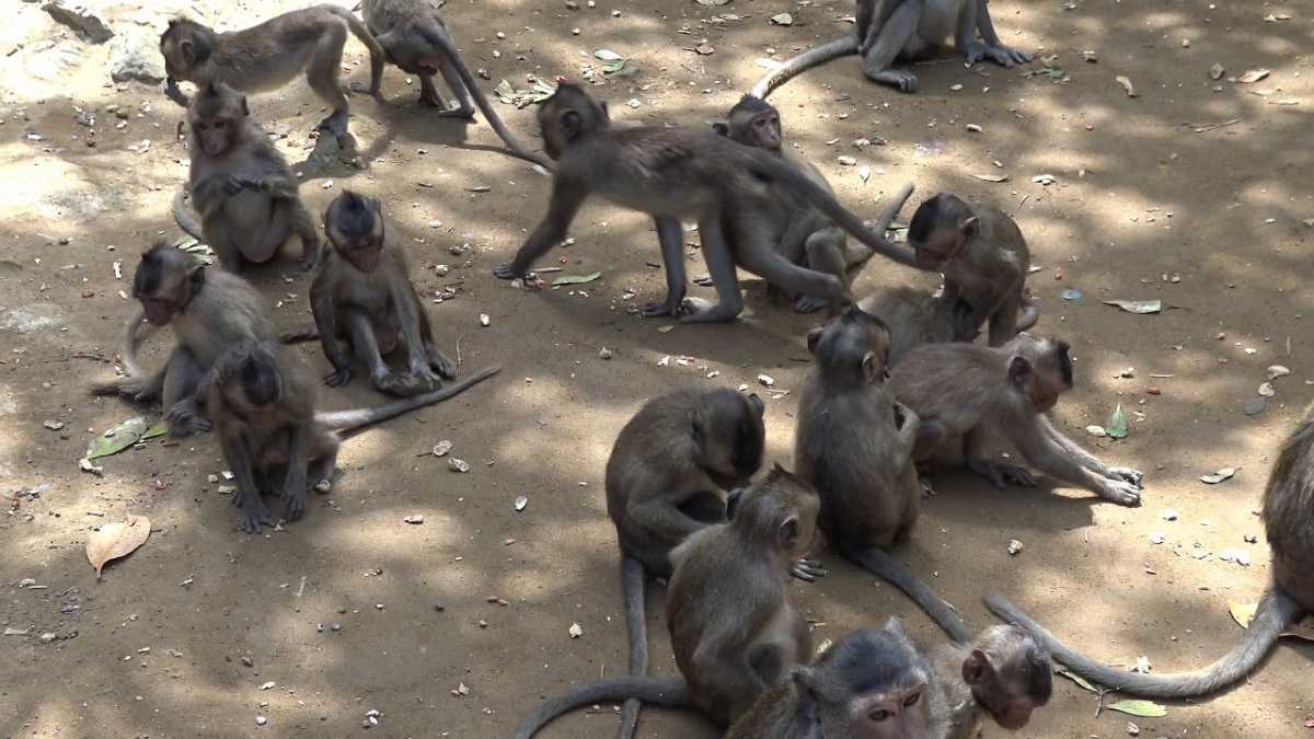 Monkeys at Can Gio Mangrove Forest