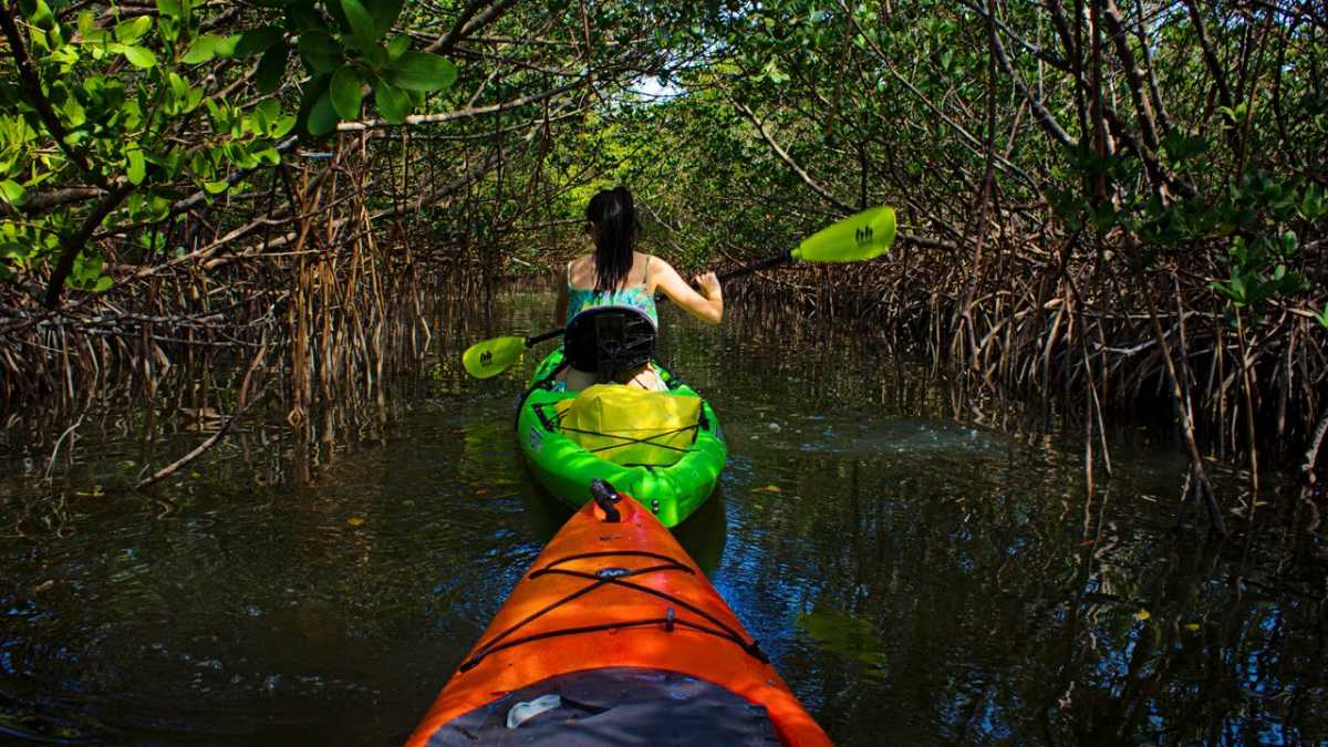 Mangrove Kayaking, Andaman | Location, Ticket, Hours | Holidify
